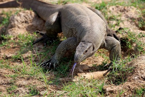 Bengal monitor or common Indian monitor