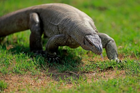 Bengal monitor or common Indian monitor