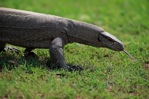Bengal monitor or common Indian monitor