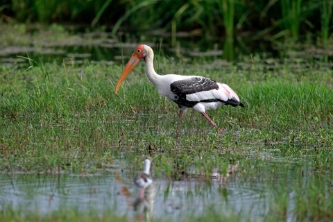 Painted stork