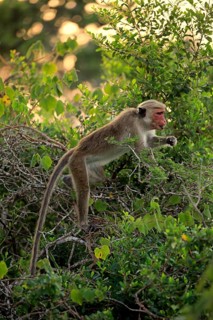 Toque macaque