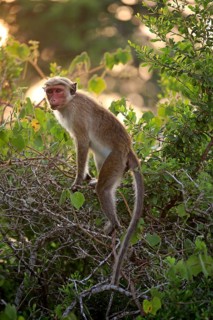 Toque macaque