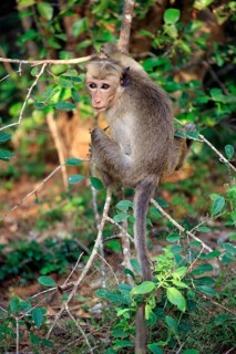 Toque macaque