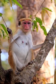 Toque macaque
