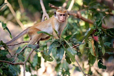 Toque macaque