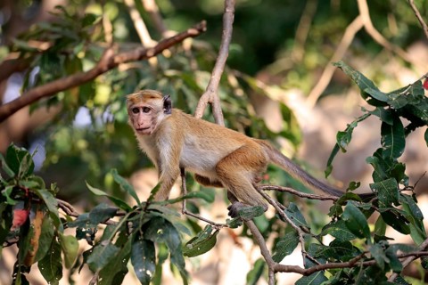Toque macaque