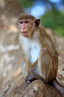 Toque macaque