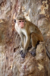 Toque macaque