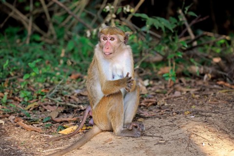 Toque macaque