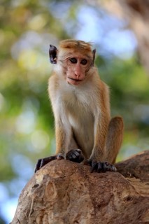 Toque macaque