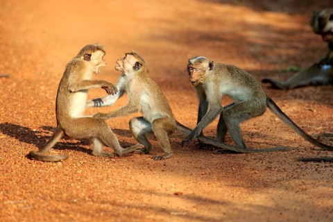 Toque macaque