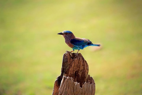 Indian roller