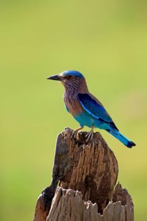 Indian roller