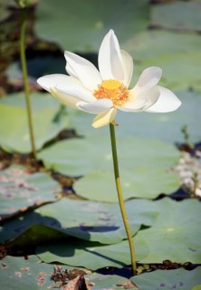 Indian lotus