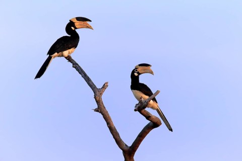 Malabar pied hornbill