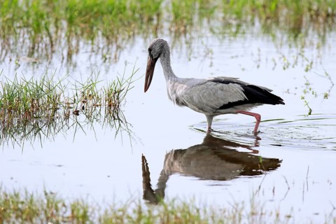 Asian openbill