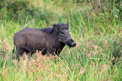 Wild boar