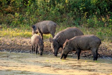 Wild boar