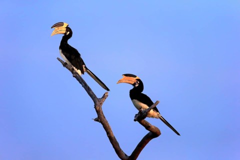 Malabar pied hornbill
