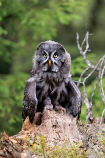 Great grey owl