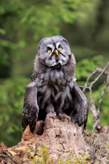 Great grey owl