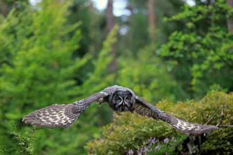 Great grey owl