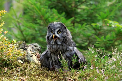 Great grey owl