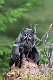 Great grey owl
