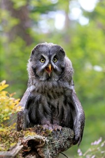 Great grey owl