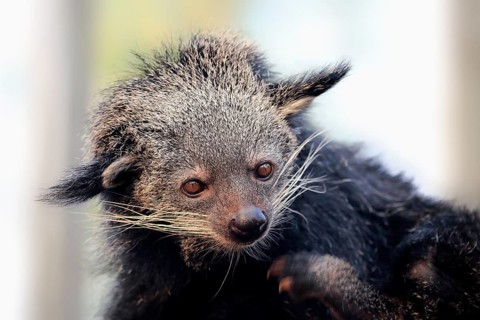 Binturong or bearcat