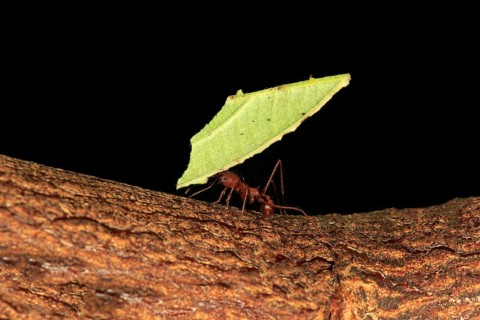Leafcutter ant