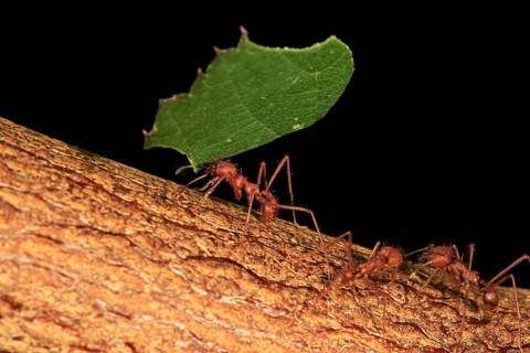 Leafcutter ant