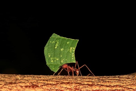 Leafcutter ant