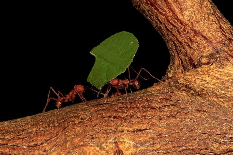 Leafcutter ant