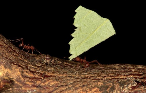 Leafcutter ants