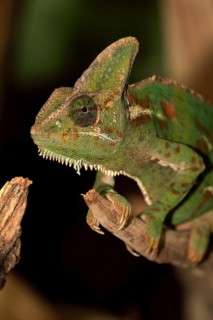Veiled chameleon