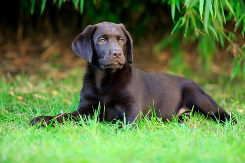Labrador Retriever