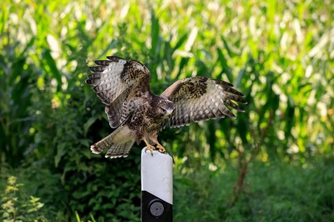 Common buzzard