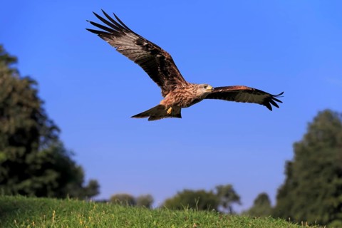 Red kite