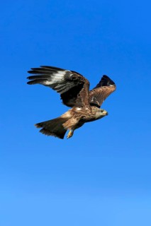 Red kite