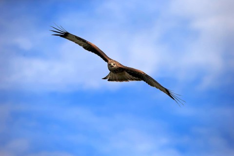 Red kite
