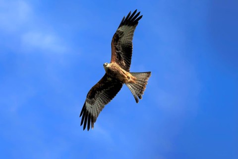 Red kite