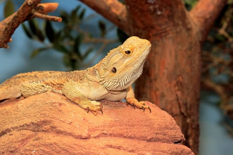 Central or inland bearded dragon