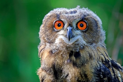 Eurasian Eagle-owe
