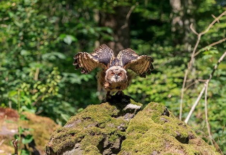 Eurasian eagle-owl