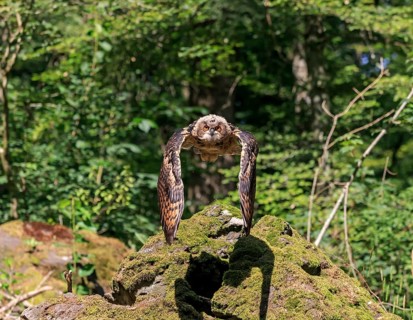 Eurasian eagle-owl
