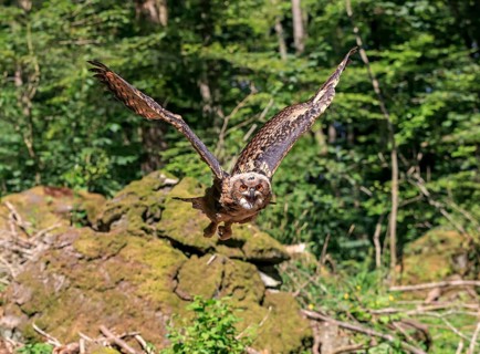 Eurasian eagle-owl