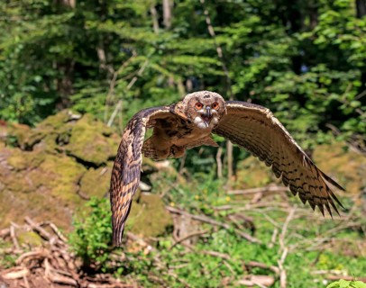 Eurasian eagle-owl