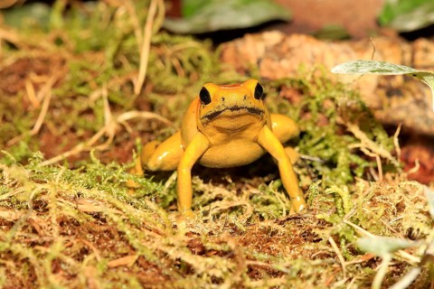Black-legged poison frog