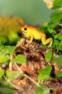 Black-legged poison frog